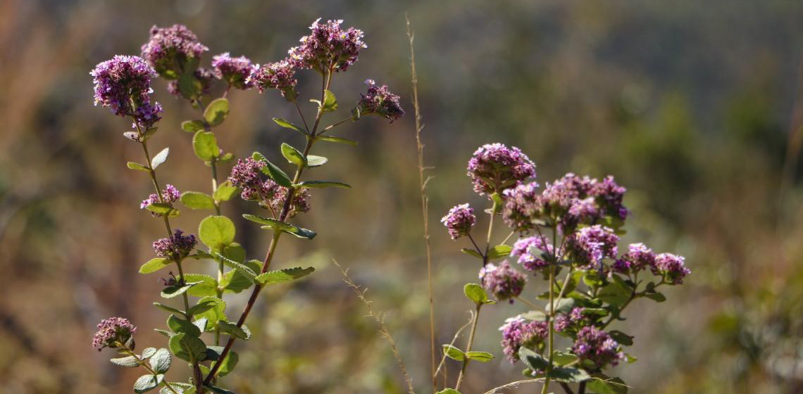 Distrito Federal registra redução histórica de 95,1% no desmatamento do Cerrado em 2024
