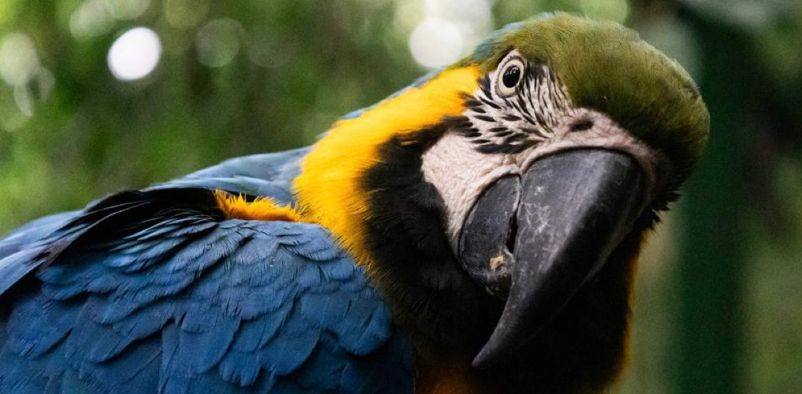 Araras canindé retornam aos céus do Rio após mais de 200 anos extintas na região