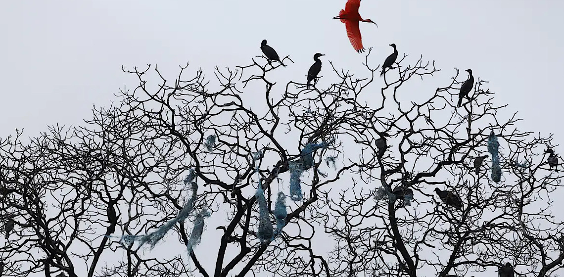 Mais de 500 espécies de aves estarão em risco de extinção em 100 anos