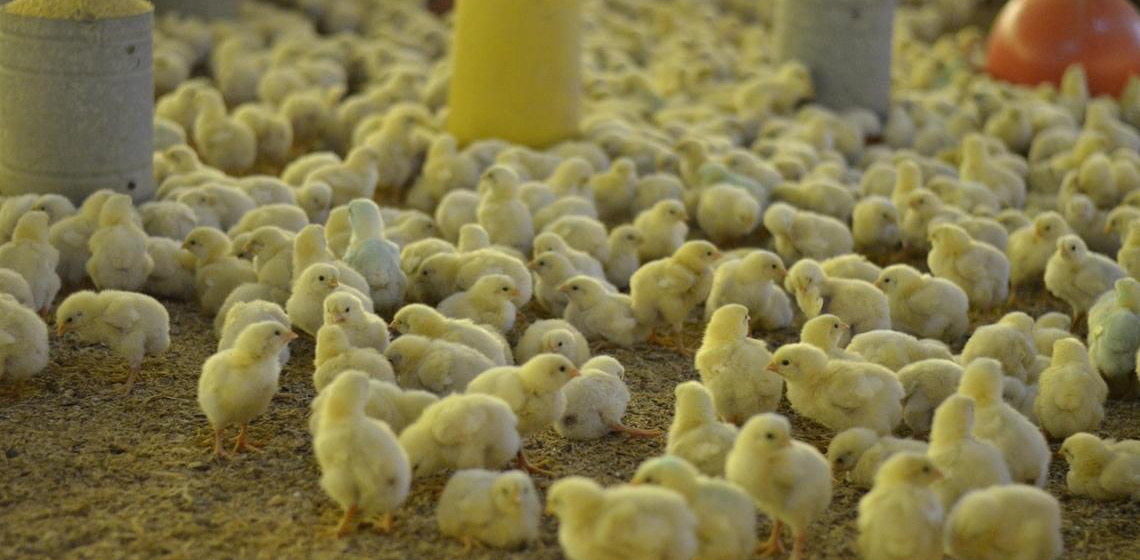 Gripe aviária: 16 países retiram restrições à carne de aves brasileiras