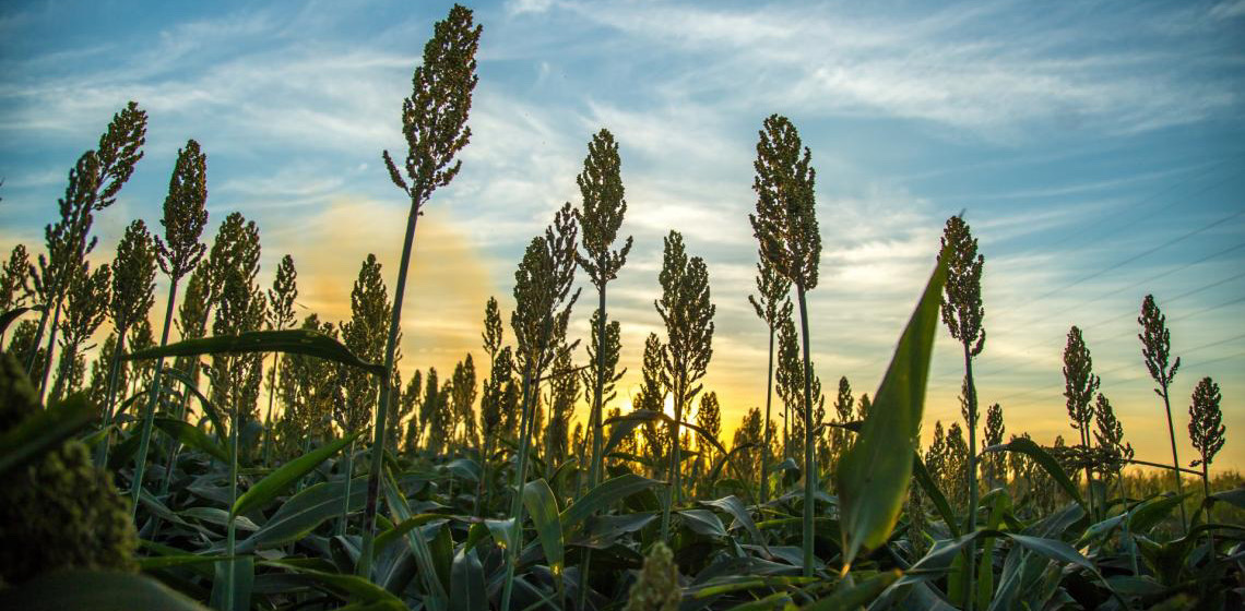 DF se destaca como o segundo maior exportador nacional de sorgo de grão para semeadura