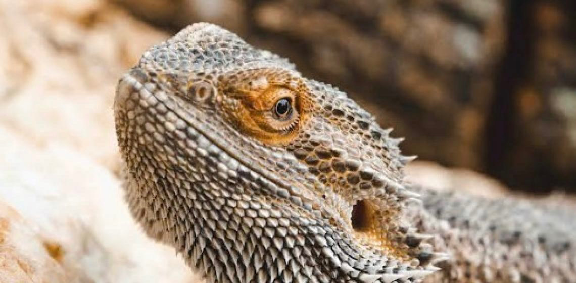 Público poderá escolher os nomes de dois moradores do Zoológico de Brasília