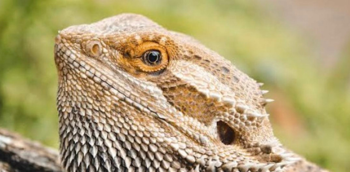 Zoo recebe mais de 7 mil votos em 24h para escolher nomes de dragões-barbudos