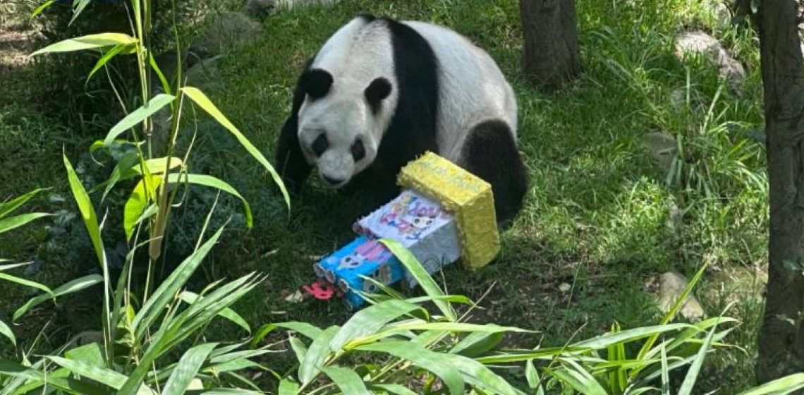 Panda gigante na Cidade do México comemora 35 anos sendo a mais velha fora da China