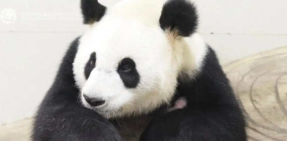 Primeiro filhote de panda gigante de 2025 nasce em base de pandas em Sichuan, sudoeste da China