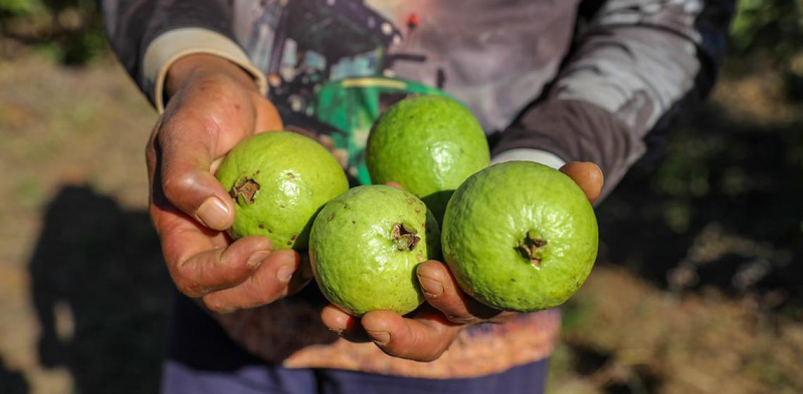Produção agrícola do DF movimentou mais de R$ 5,8 bi em 2024, alta em flores e pecuária
