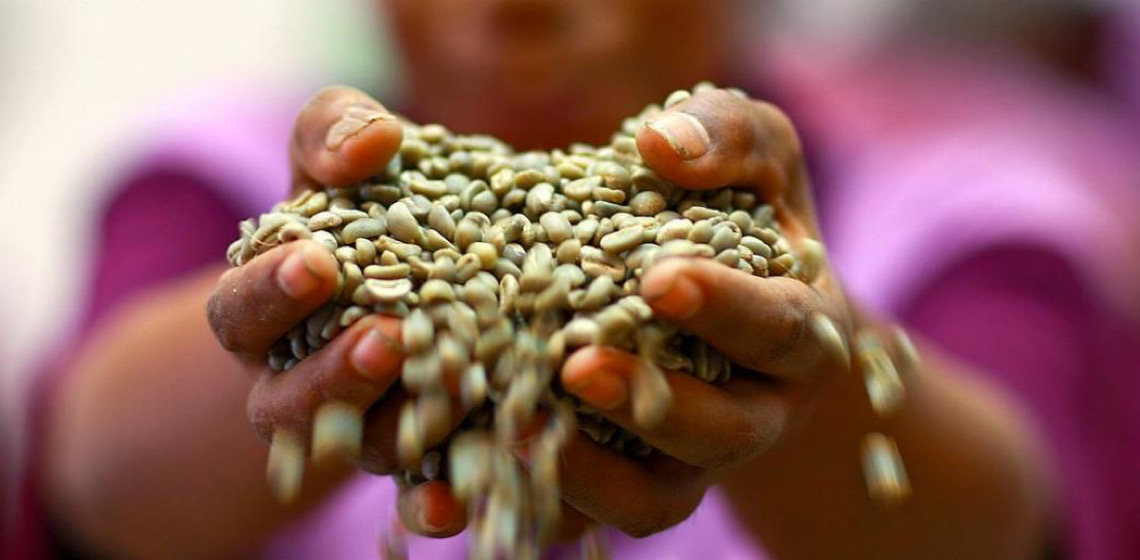 Relatório destaca papel de jovens lusófonos na transformação da agricultura