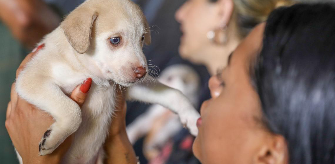 Cadastro Mais Protetor vai mapear entidades e voluntários dedicados à proteção de cães e gatos
