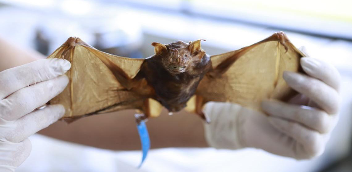 População deve tomar cuidado ao lidar com animais silvestres com raiva