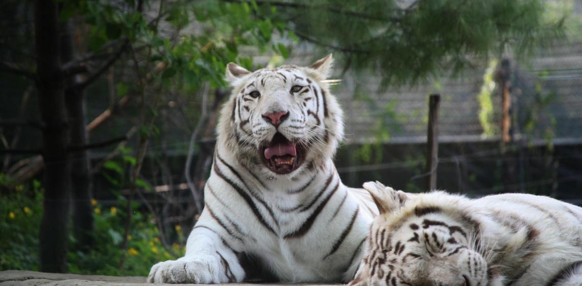 Três tigres brancos raros nascem em zoológico de Cotia em SP