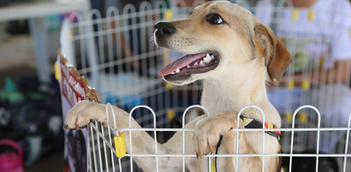 Caravana de Proteção Animal promove adoção e vacinação de pets no Eixão do Lazer