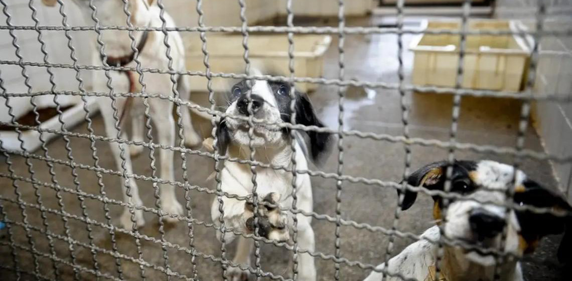 Projeto aprovado na Câmara proíbe uso de animais em testes cosméticos