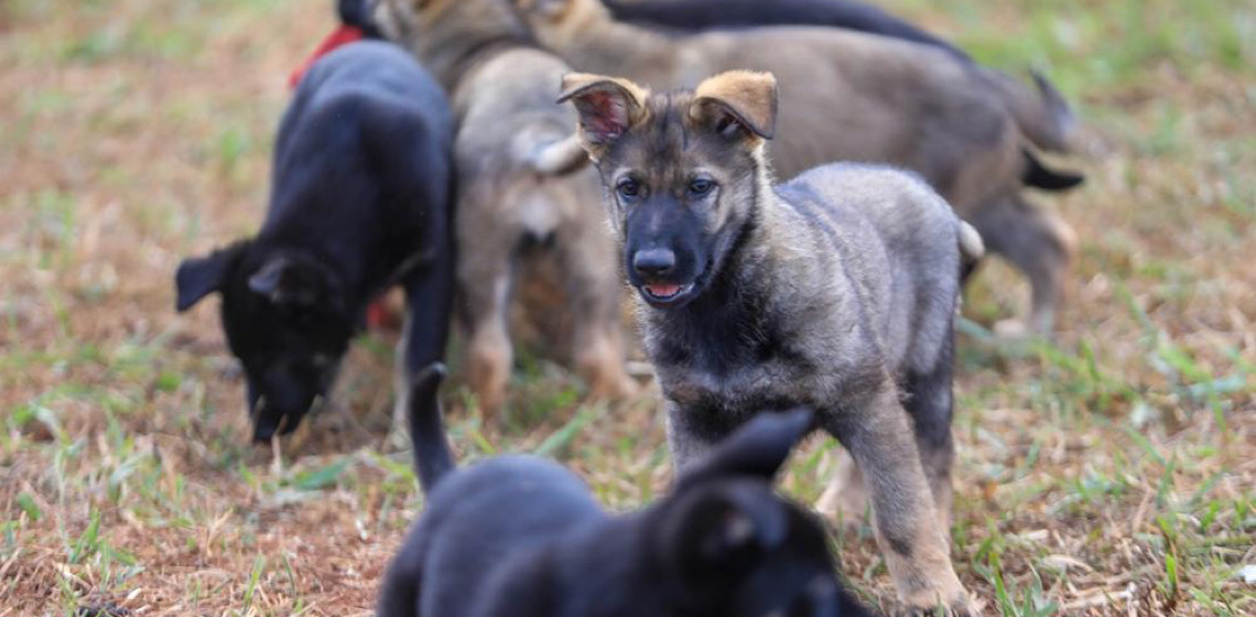 Reforma de canil marca nova fase de projeto com cães-guia no DF