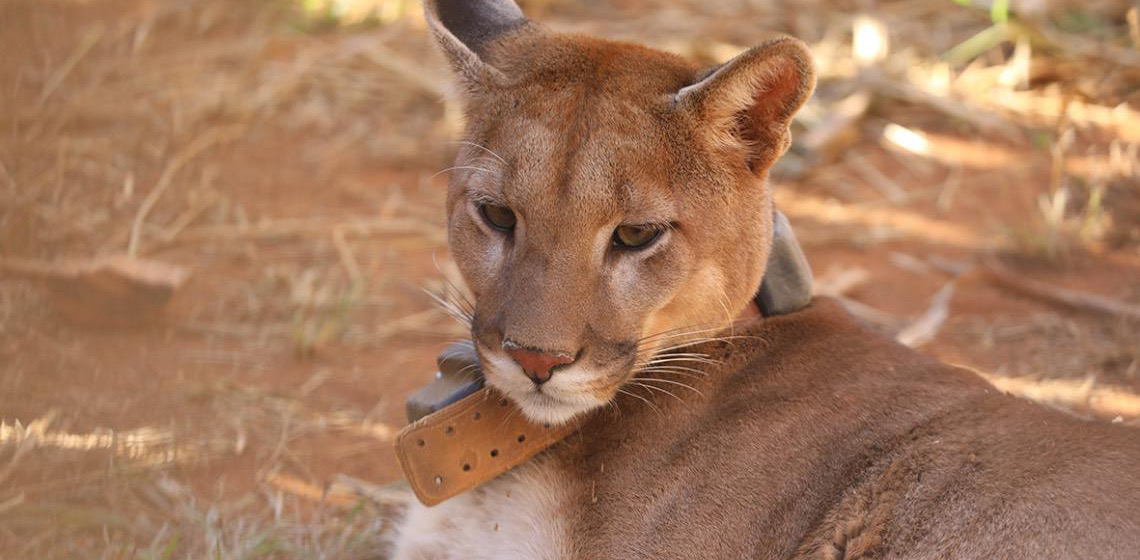 Mais de 65% de animais silvestres recebidos em unidades do DF retornaram à natureza