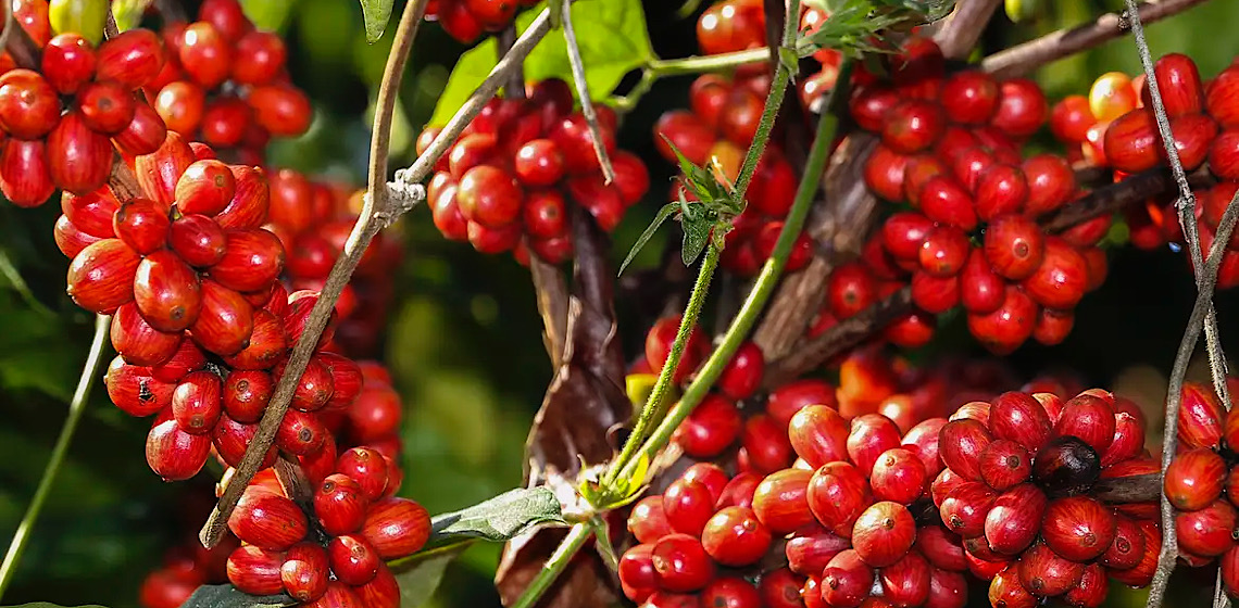 Tarifa de 50% dos EUA sobre café brasileiro pressiona mercado e ameaça importadores