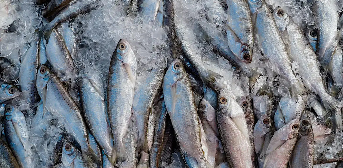 Setor de pescados pede reabertura de mercado europeu e crédito de R$ 900 mi