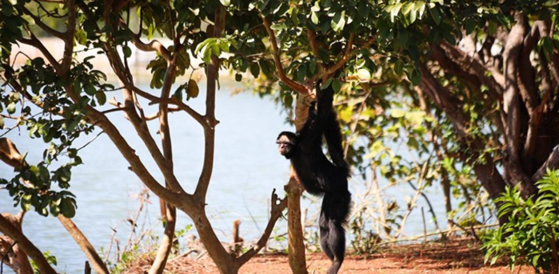 Zoo de Brasília conta com novo casal de primatas em risco de extinção