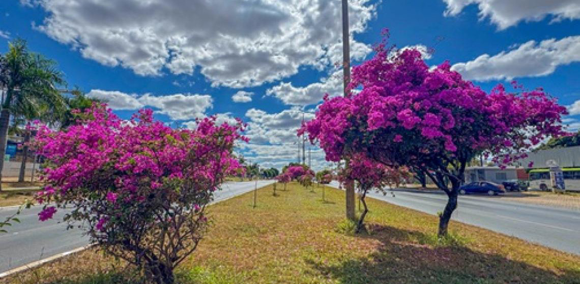 Bougainvilleas embelezam as ruas do Distrito Federal