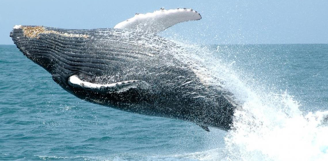 Turismo Responsável movimenta a economia e protege fauna marinha brasileira