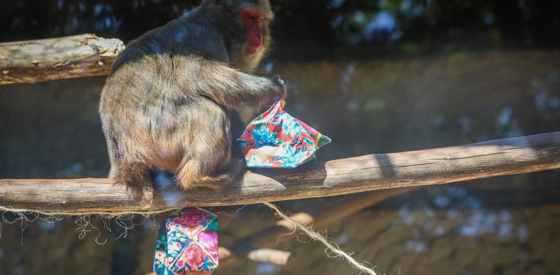 Animais ganham enriquecimentos ambientais juninos no Zoológico de Brasília