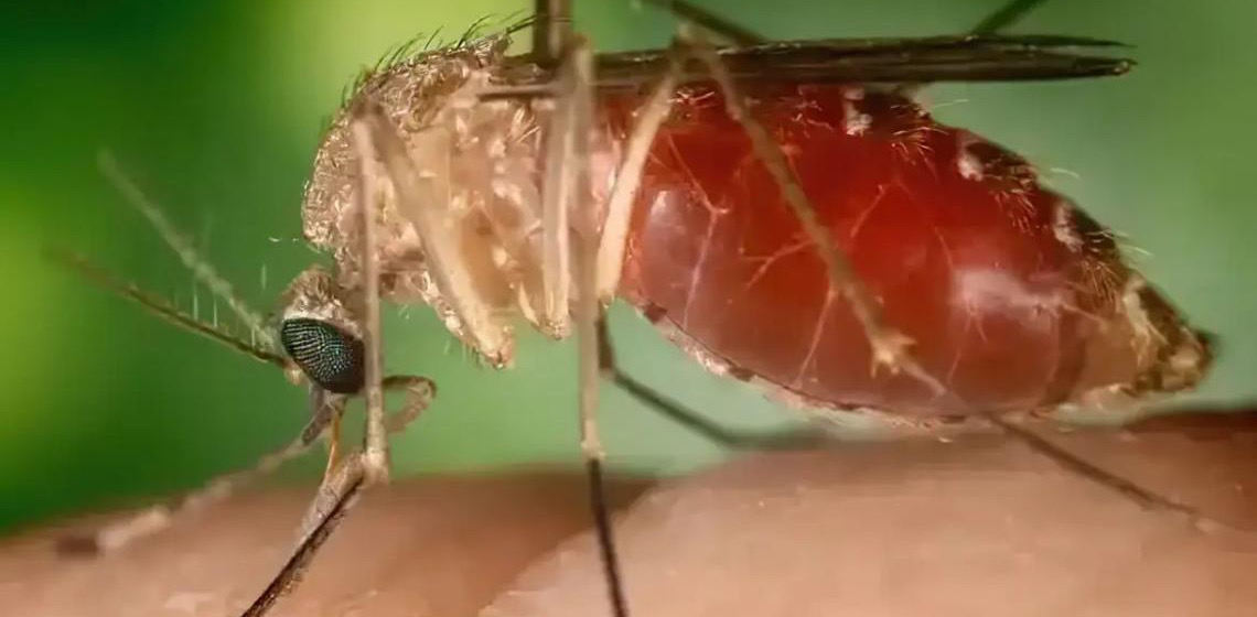 Antes restrita à Amazônia, febre oropouche se espalha pelo país
