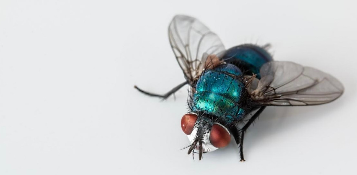Por que Estados Unidos têm um plano para criar milhões de moscas com DNA modificado e soltá-las de aviões
