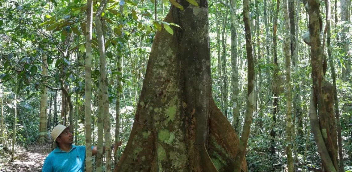 Descoberta de nova borboleta da Amazônia revela rara interação com formigas