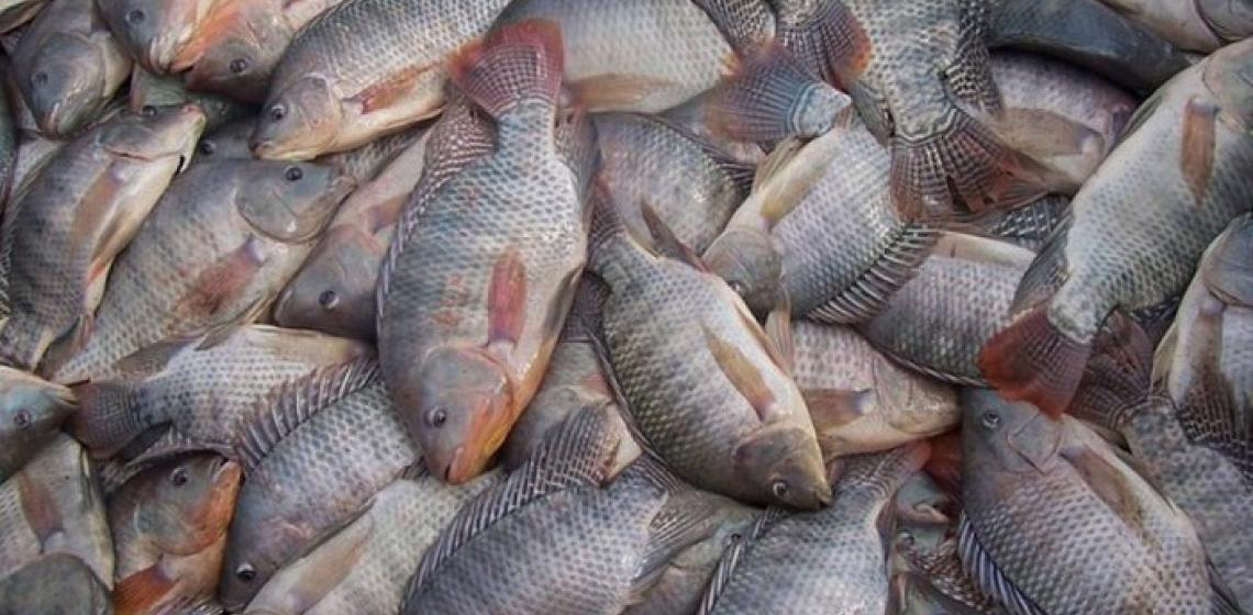 Ações sistemáticas asseguram qualidade do pescado do Distrito Federal