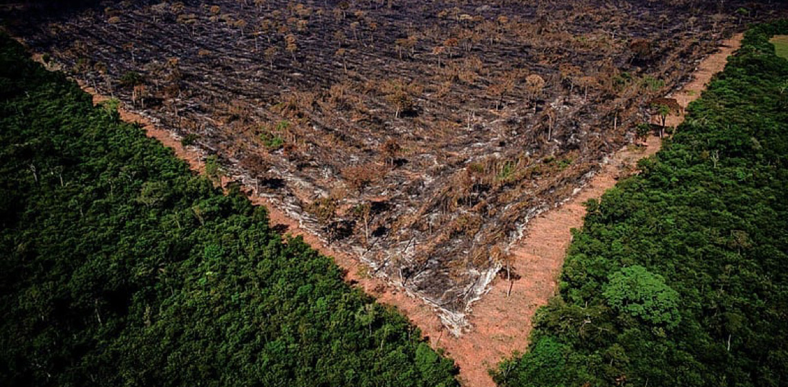 Grilagem na Amazônia: Apenas 7% das decisões judiciais resultam em condenações 