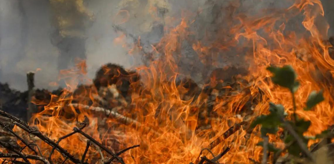 PMDF realiza instrução de resgate de animais vítimas de incêndios florestais