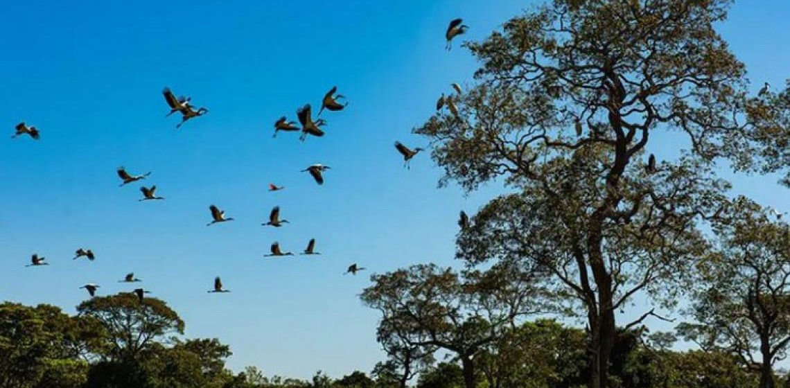 Justiça confirma legitimidade do Ibama para proteger o bioma do Pantanal