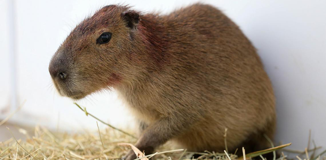 Capivara atropelada no Lago Sul recebe alta do Centro de Reabilitação da Fauna Silvestre do DF