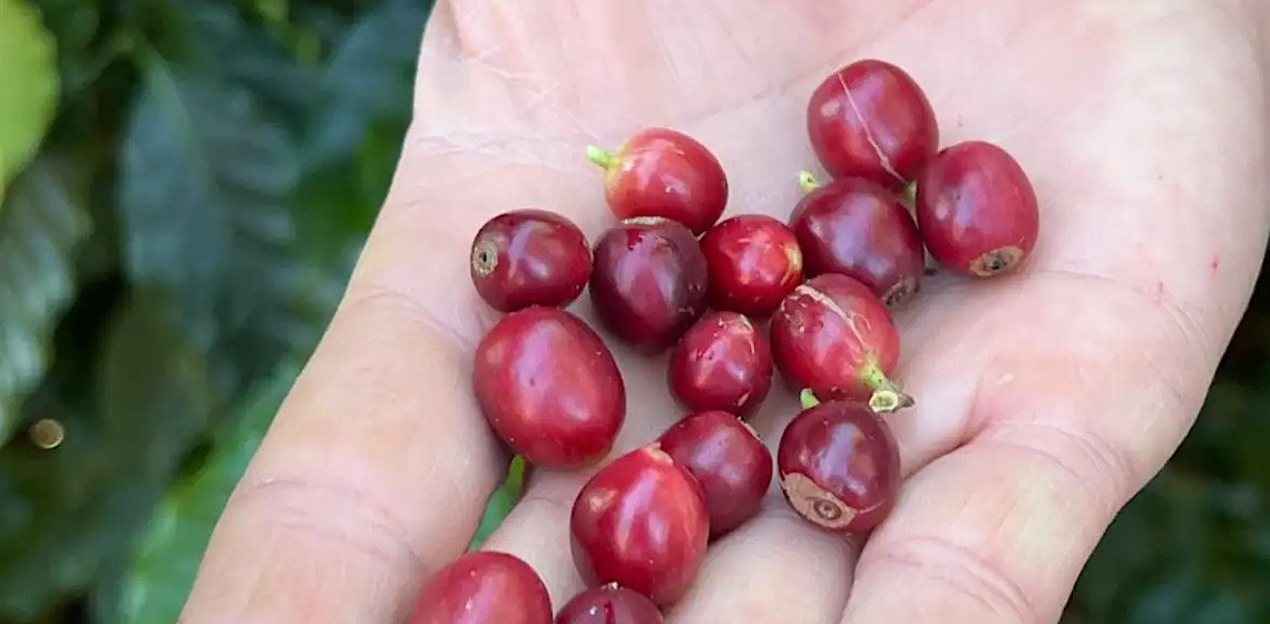 China habilita 183 empresas brasileiras a exportar café para o país