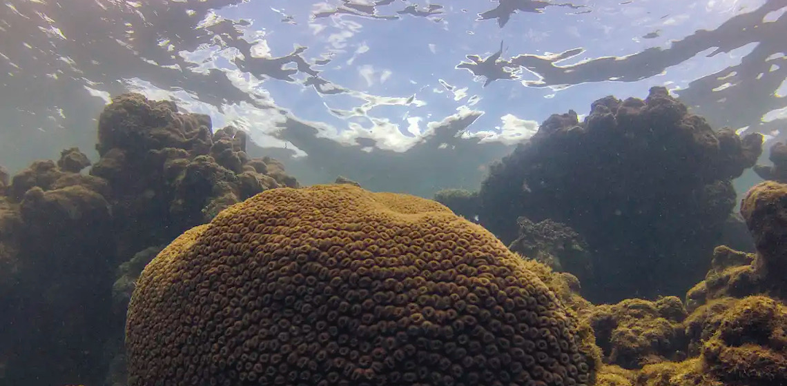 Calor, acidez das águas e pouco alimento ameaçam ecossistemas marinhos