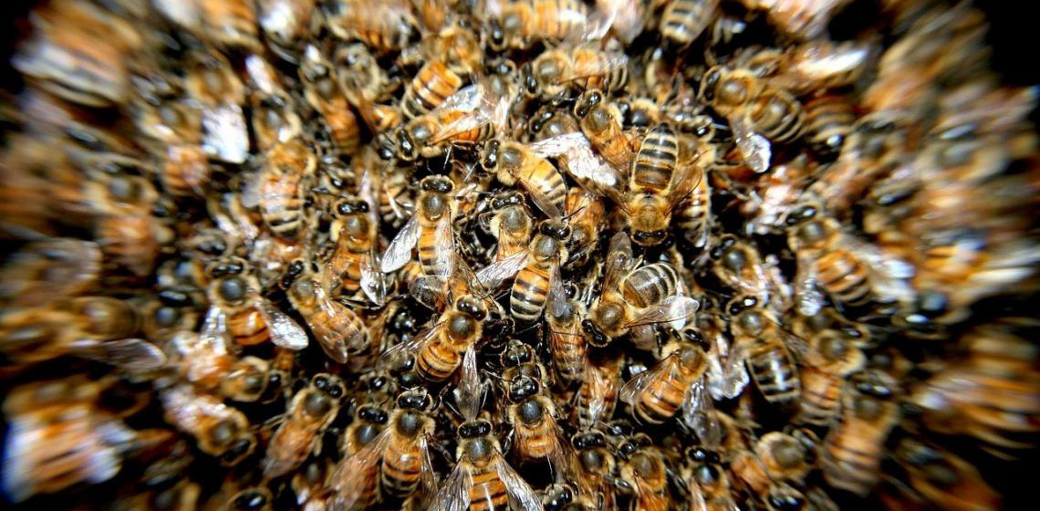 Moçambique lança projeto de apicultura para proteção da vida selvagem e aumento da renda rural