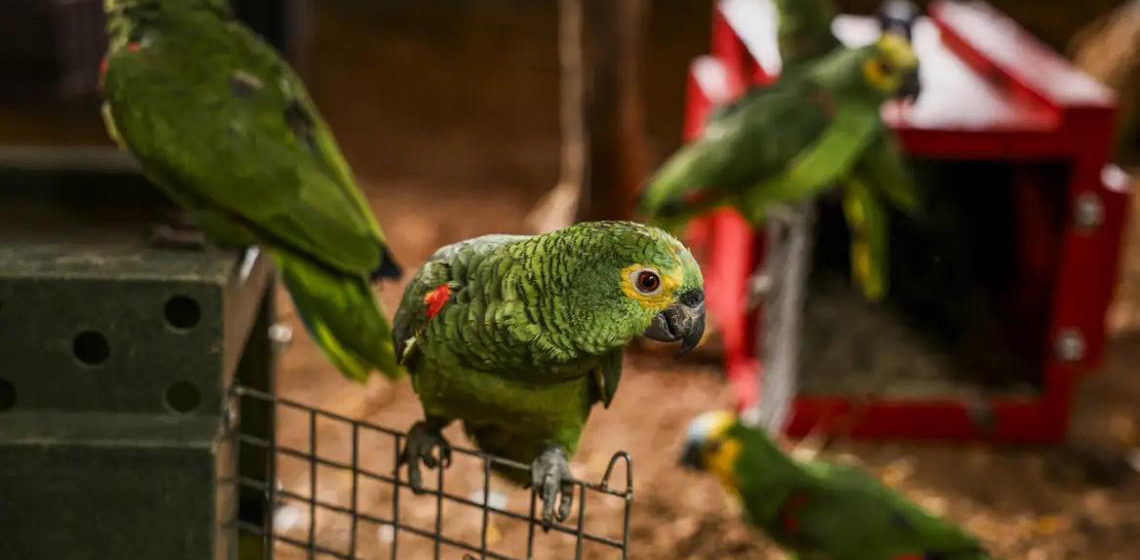 Polícia do Rio de Janeiro resgata 90 aves silvestres que seriam vendidas em feira