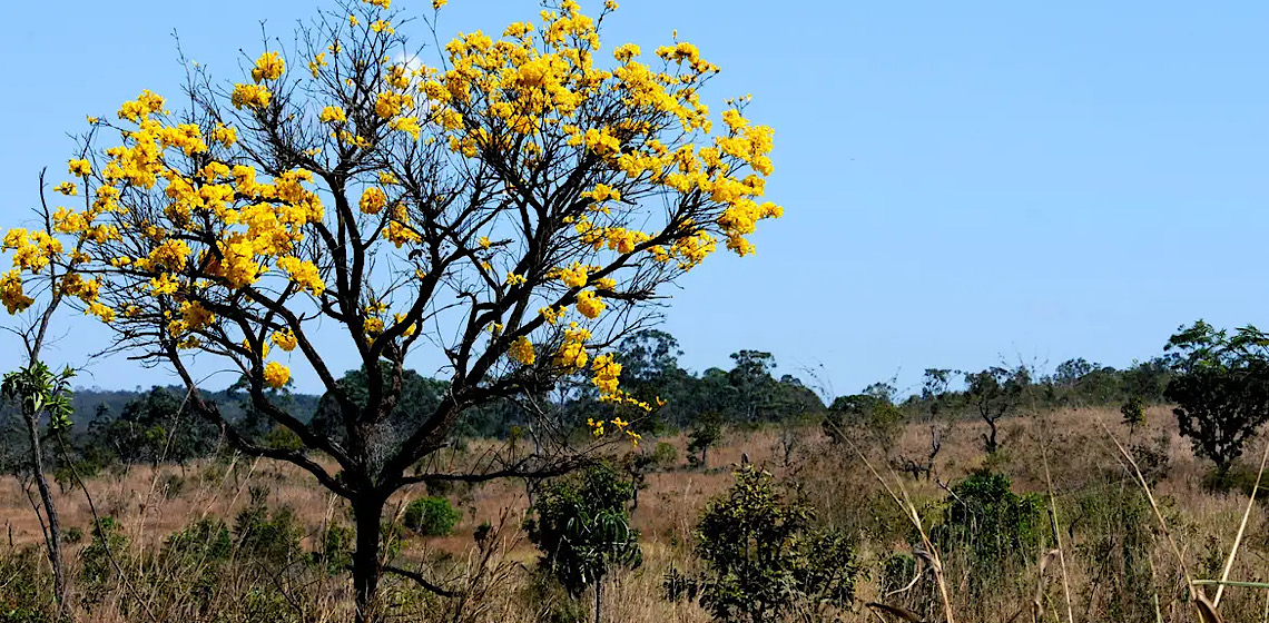 Desmatamento no cerrado cai pela 1ª vez em 4 anos, e na amazônia tem leve alta