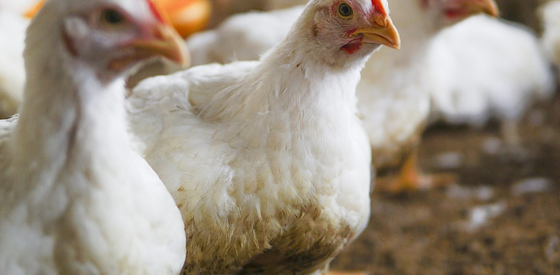 Catar retira restrição ao frango brasileiro