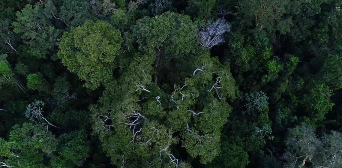 Brasil tem o desafio de elevar financiamento para florestas na COP30