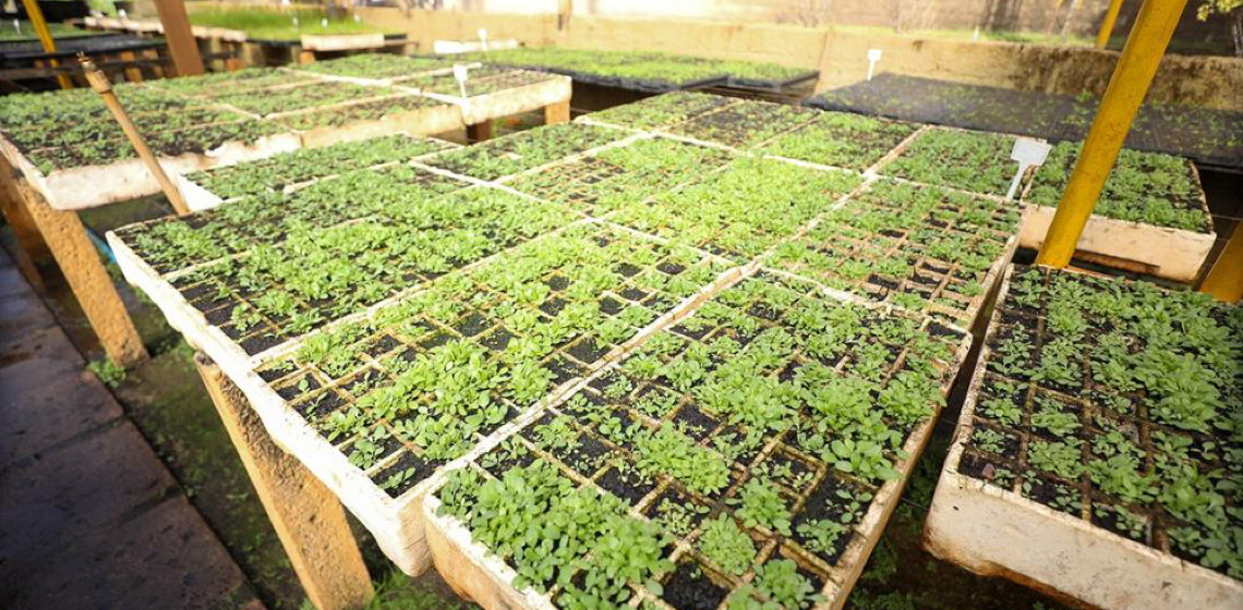 Viveiros da Novacap produziram mais de 1,4 milhão de mudas de árvores, flores e arbustos neste ano