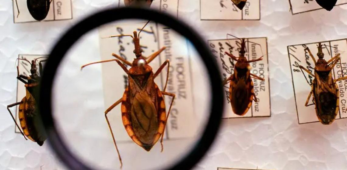 Projeto busca tratar doença de Chagas perto da casa dos pacientes