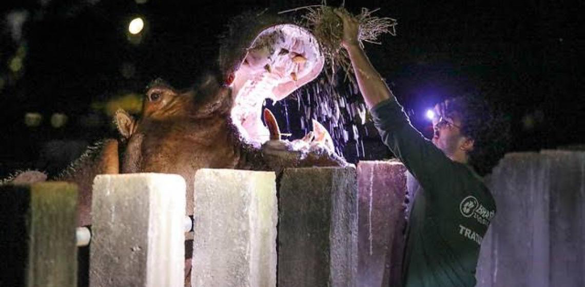 Brasília abrirá mais de mil vagas para os projetos Zoo Noturno e Zoo Experiência