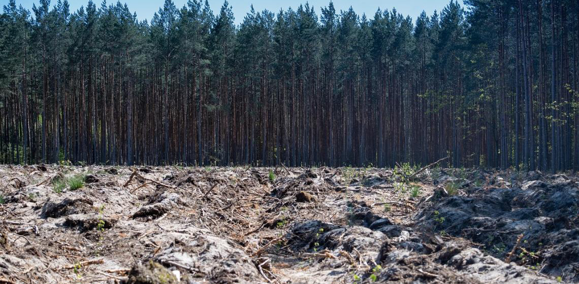 Brasil perdeu 111,7 milhões de hectares de áreas naturais em 40 anos