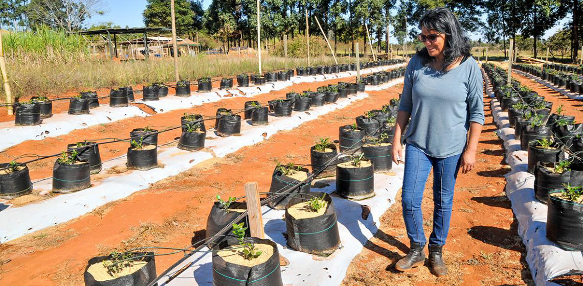Apoio técnico e crédito rural garantem R$ 5 milhões à agricultura familiar no DF