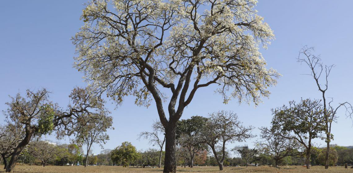Cagaiteiras dão vida às quadras do DF e se preparam para dar frutos antes das chuvas