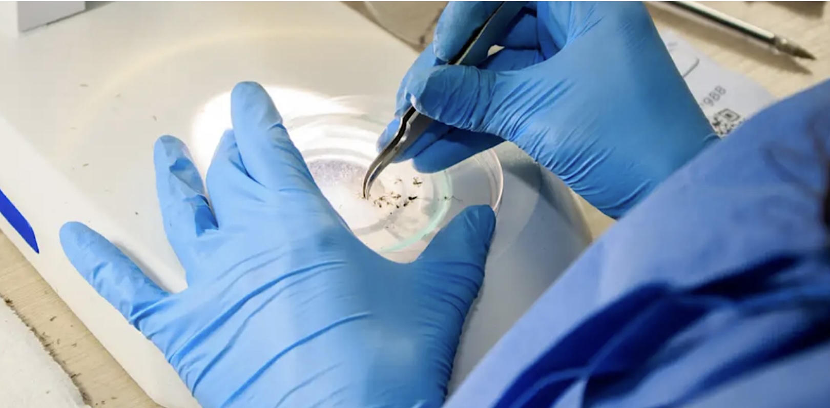 Localizada em Curitiba, Brasil inaugura maior biofábrica de mosquitos do mundo: Referência internacional 