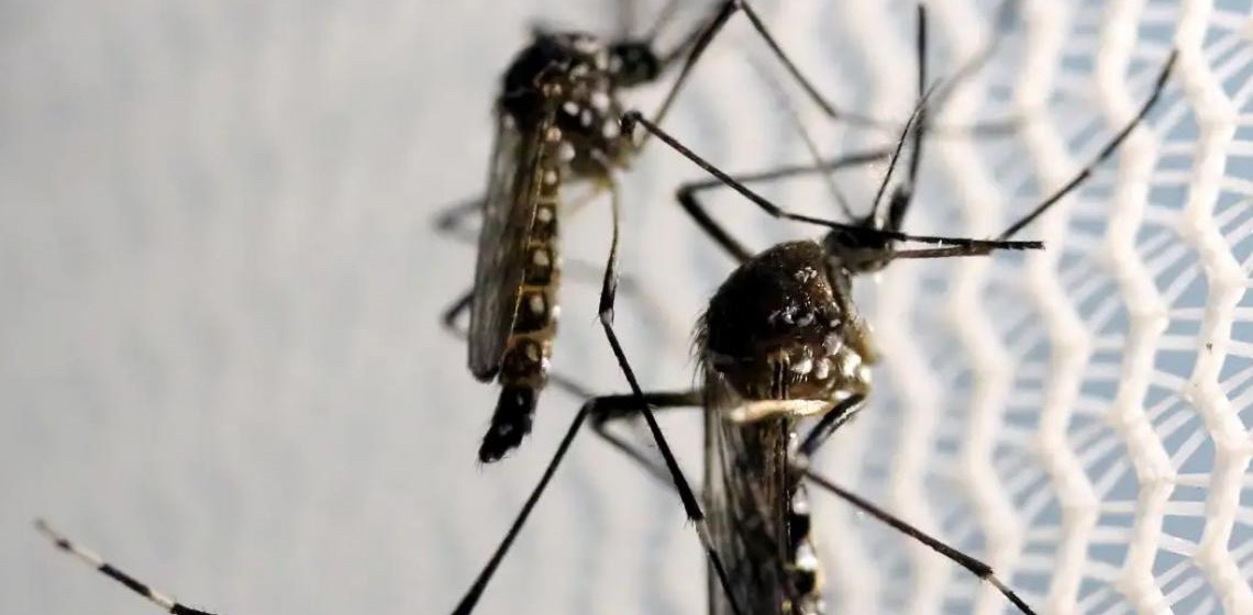 Rede pública de saúde do DF reforça vigilância contra doenças causadas por mosquitos