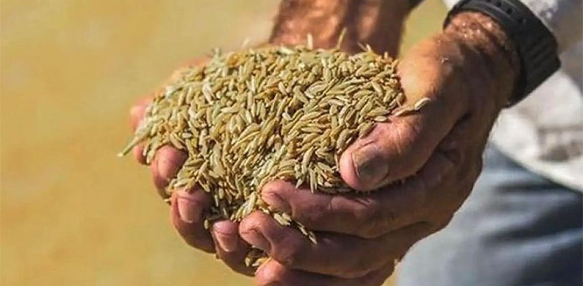 Retomada de estoques de arroz após 11 anos traz segurança a produtor e a consumidor