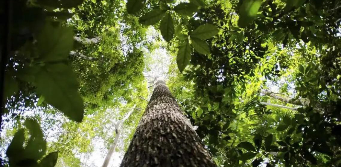 Países da Organização do Tratado de Cooperação Amazônica defendem fundo florestal com recursos carimbados para indígenas