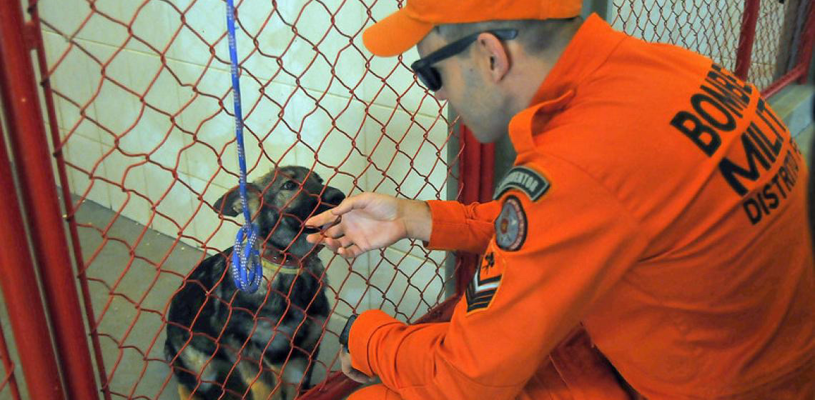 Corpo de Bombeiros do DF inaugura centro de treinamento de cães para assistência social